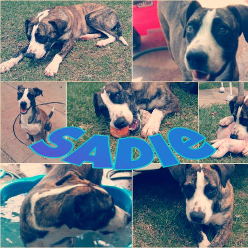 No photo for Sadie