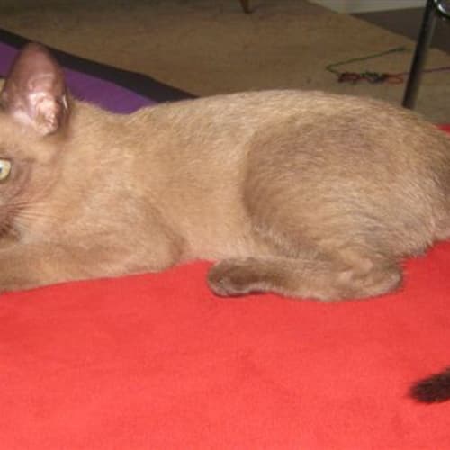 No photo for Coco, On Trial With Her New Owner