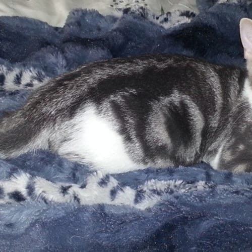 No photo for Leo * Adoption Day 27/1/2013*