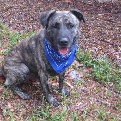 Rocky (5) (On Trial 2/3/13)