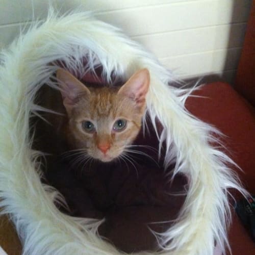 No photo for Yoda   Sensative New Age Kitten