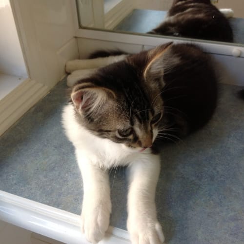 No photo for Romeo