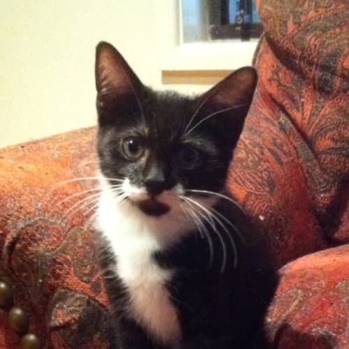 No photo for Moustachio
