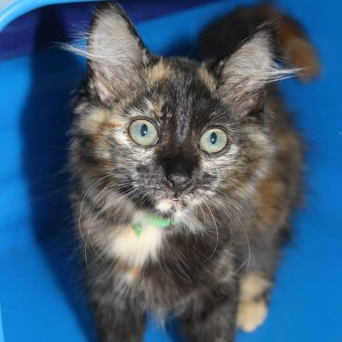 No photo for Impound Hcc 31 Kitten