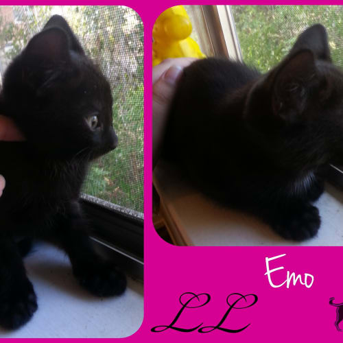 No photo for Emo