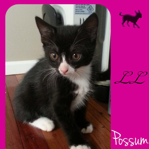 No photo for Possum