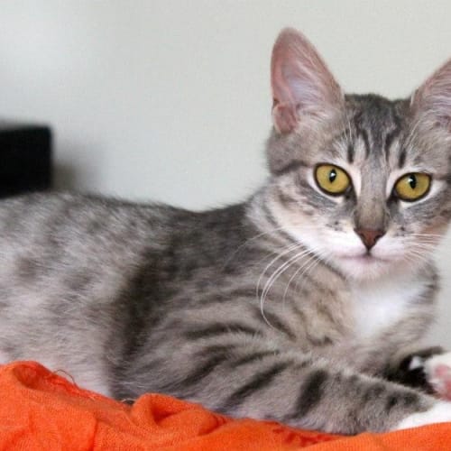 No photo for Pound Cats | Ebony