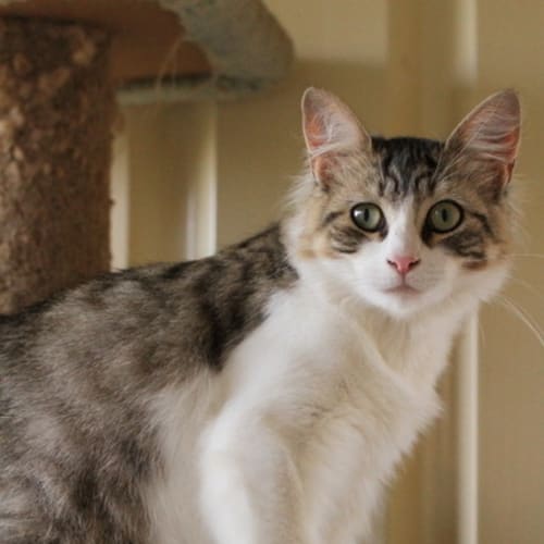 No photo for Pound Cats | Gypsy