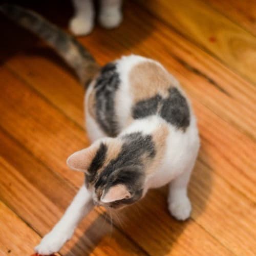 No photo for Daisy