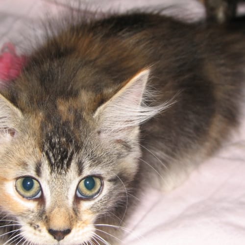 No photo for Kitten 10