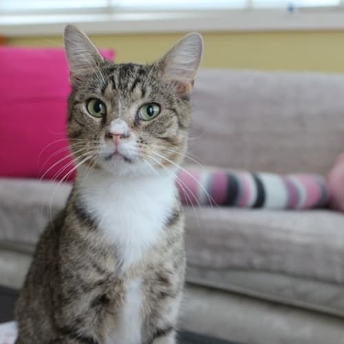 No photo for Tommy   Gorgeous Sweet Boy 