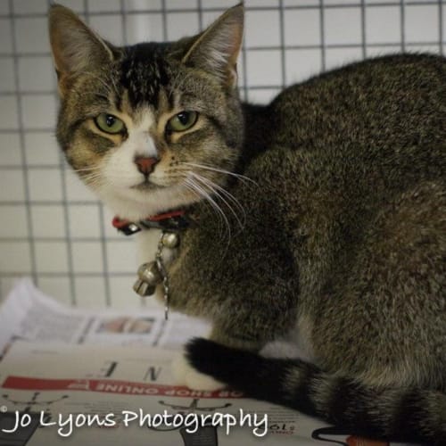 No photo for Kat Purrfect Match Cat Adoptions