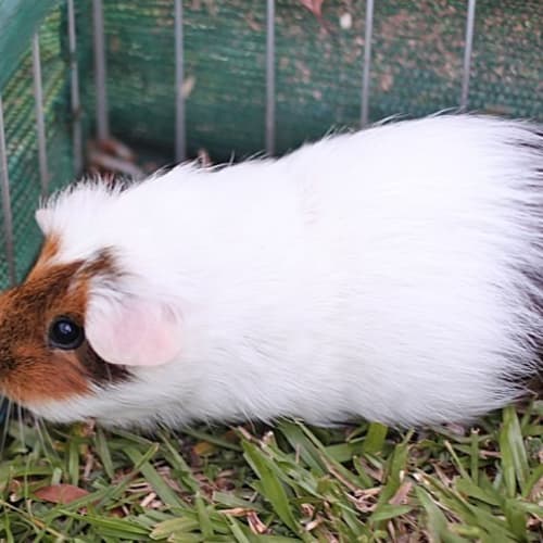No photo for Clover