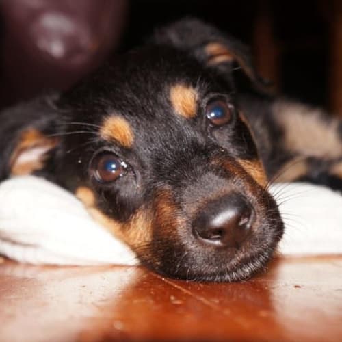 Gretel - On Hold Adoption Pending