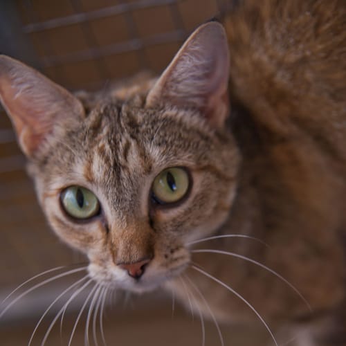 No photo for Squish Id11640. Green Eyed Beauty. 