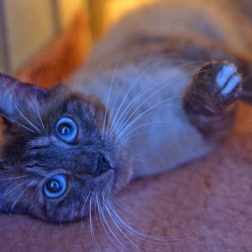 No photo for Misha Id11477 Be Mine Forever