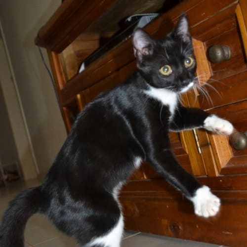 No photo for Zira(nc134)