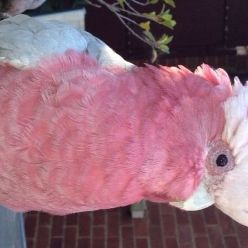 No photo for Pinky