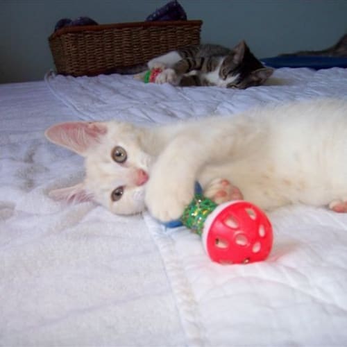Kitten 8