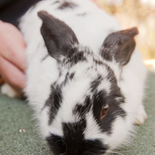 No photo for Snow Id12082. Bunnies Need Homes Too. 