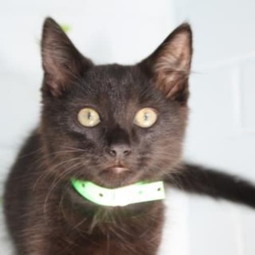 No photo for Impound Hcc 28 Kitten
