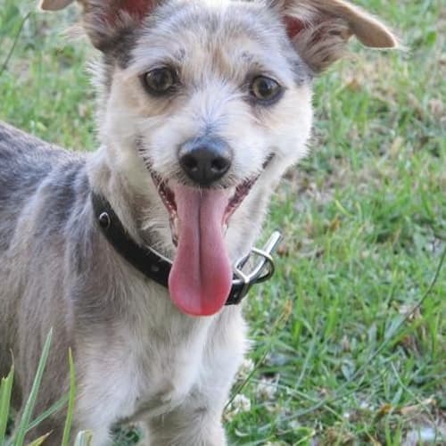 Scruffy (On Trial 15/2/13)