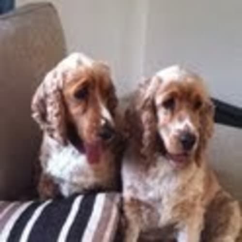 Rocky & Coco ..... Cocker Spaniel Pair