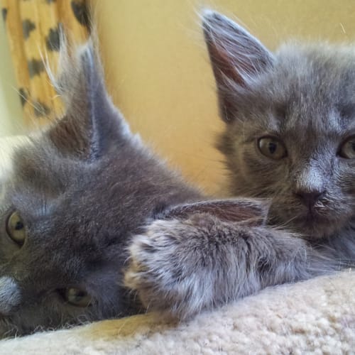 Shania & Shanelle (kittens-rehome together)
