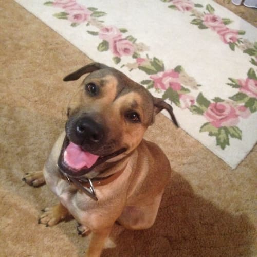No photo for Jazzy Sweet, Great With Cats  Foster Required