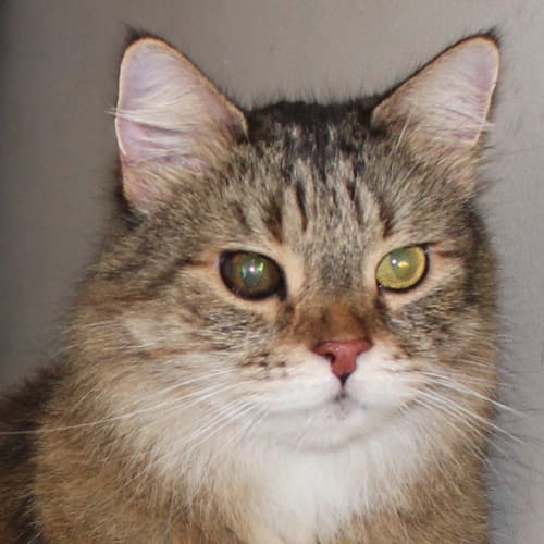 Sara
