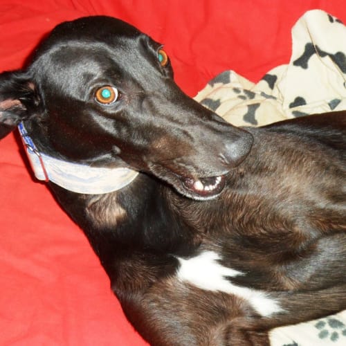 No photo for Norm *On Trial In H Is New Home*