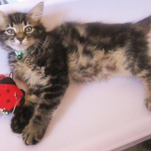 No photo for Beetle * Adoption Pending *