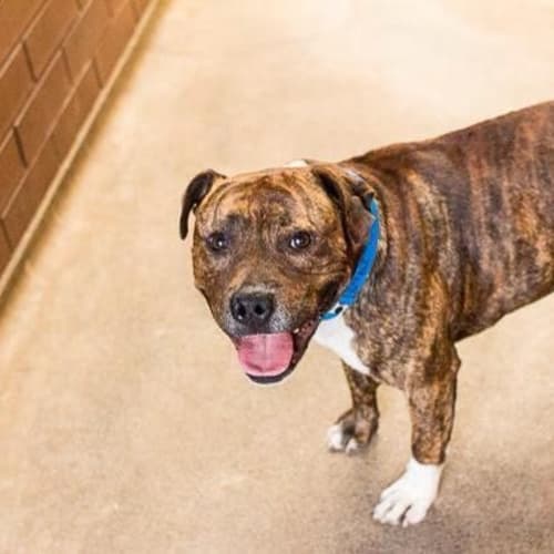 No photo for Dexter   **A Stunning Boy Inside And Out**