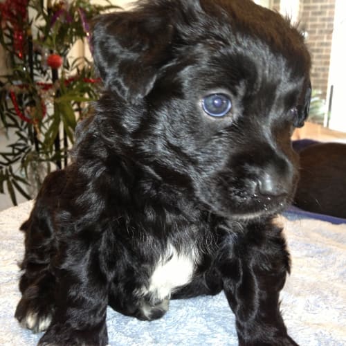 No photo for Ace **A Stunning Sweet Little Man**