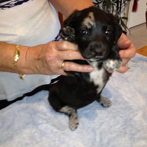No photo for April **The Most Loving Little Pup**