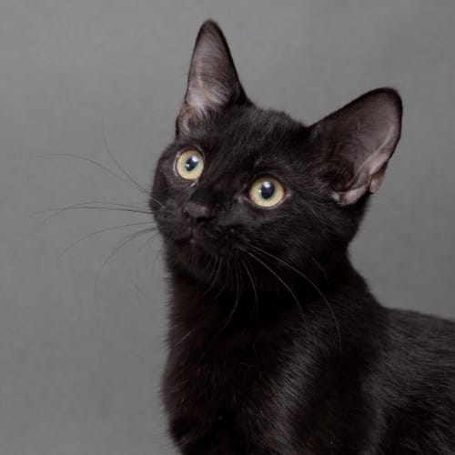 No photo for Onyx