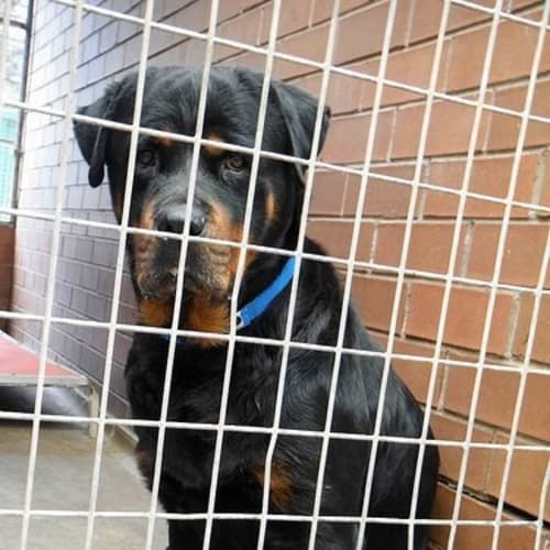 No photo for Zeus Blacktown Pound