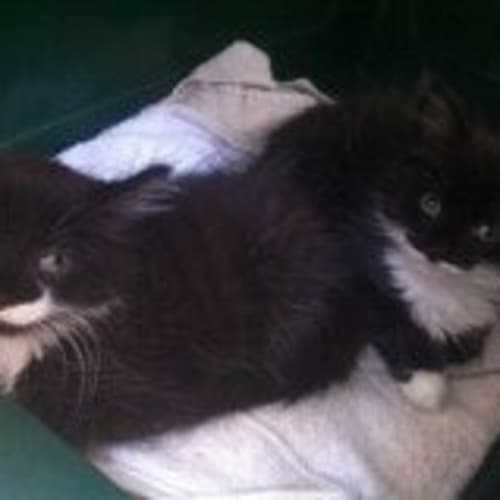 No photo for 2 Beautiful Kittens. Incredibly Friendly,Sisters