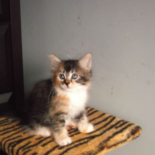 No photo for Kitten 4