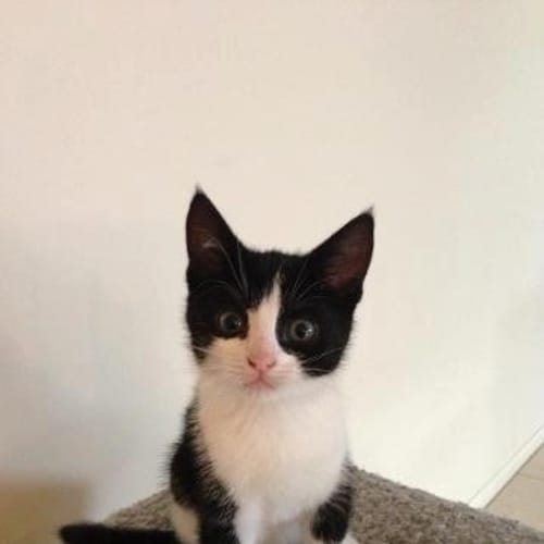 Jasmine (special needs kitten)