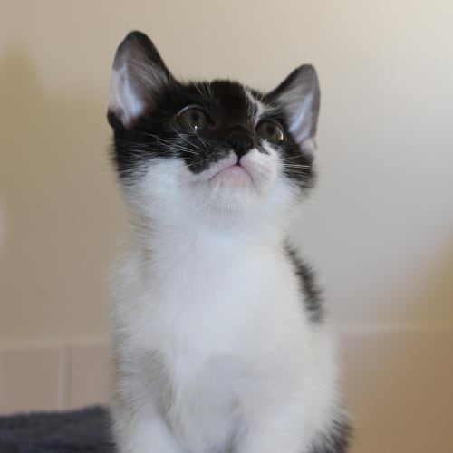 No photo for Lilly