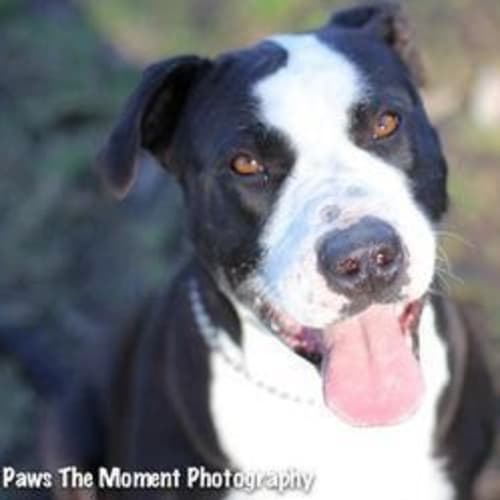 No photo for Delta **Urgent Foster Carer Needed**