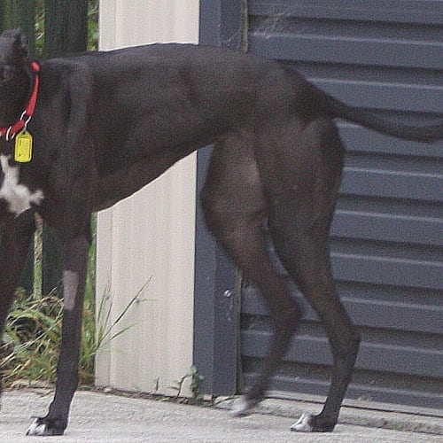 Coco checking out her new home