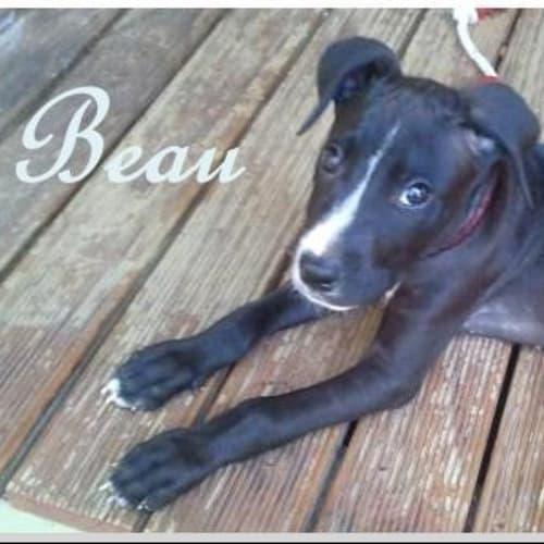 No photo for Beau