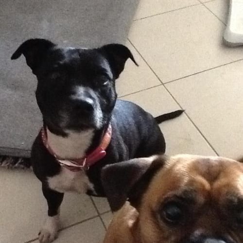No photo for Pippa   Great Family Dog!