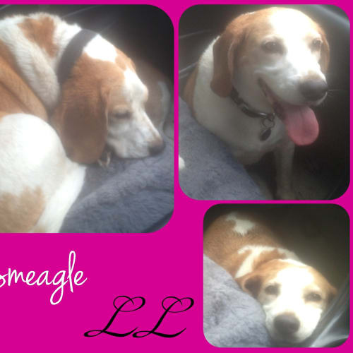 No photo for Smeagle 