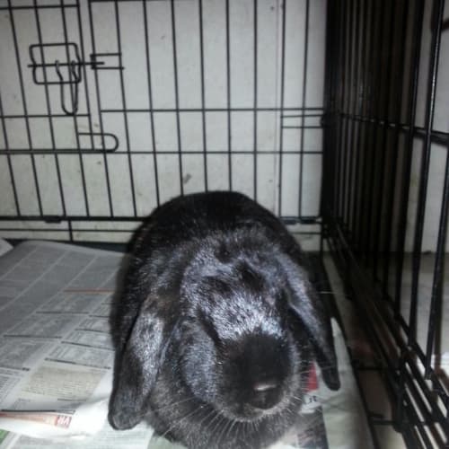No photo for Flopsy