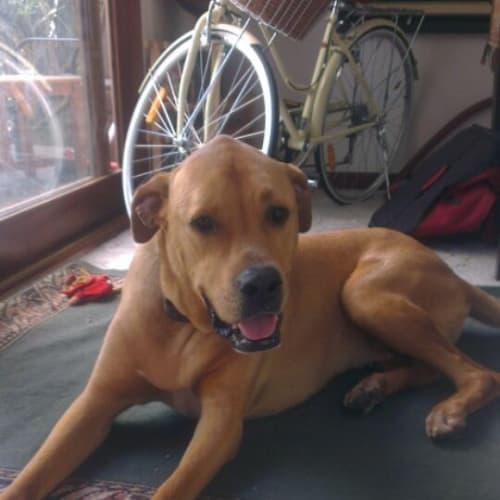 No photo for Buddy