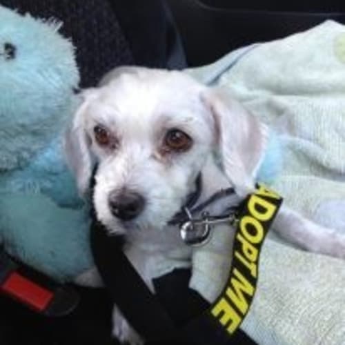 No photo for Sharni  ... Little Maltese Mix