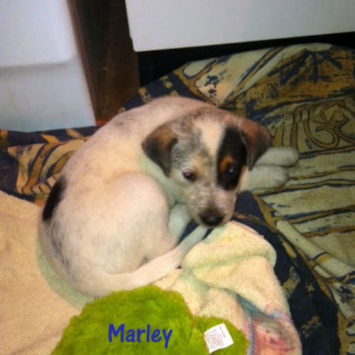 Marley (On Trial in a new home 12/2/13)